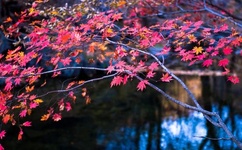 贝利回复姆巴佩祈祷